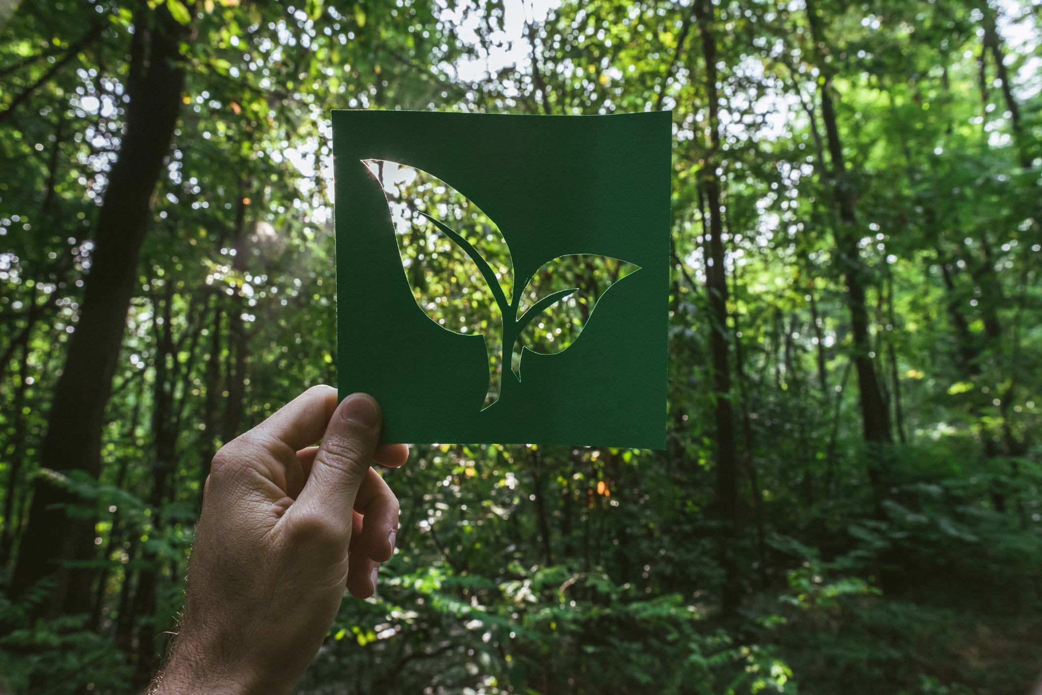 Eco friendly sign in forest